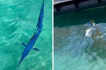 Riba duga dva metra snimljena u Makarskoj (VIDEO)