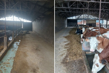 „Drugog izlaza nije bilo“: Braća iz Gradiške prodala svu stoku i ugasila farmu