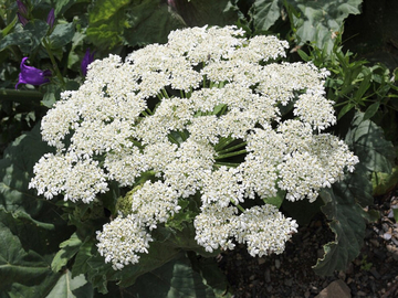 U Srbiji otkrivena jedna od najotrovnijih biljaka