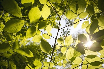 Sutra sunčano i toplo, temperatura do 35 stepeni