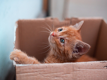 Žena slučajno poslala mačku u paketu