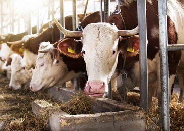 BiH uvozi goveda, a izvozi patke