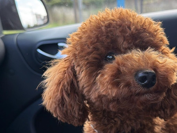 Ko pronađe Tedija, zaradiće 5.000 evra