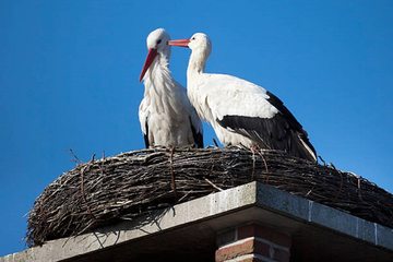 Neobična priča o ljubavi: Radoš svako jutro porani i sprema hranu za pernate drugare
