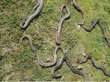 Na jednoj lokaciji u Banjaluci pronađeno sedam poskoka