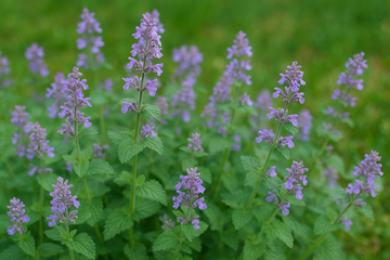 Krpelji bježe od ovog mirisa: Djeluje deset puta bolje od hemikalija