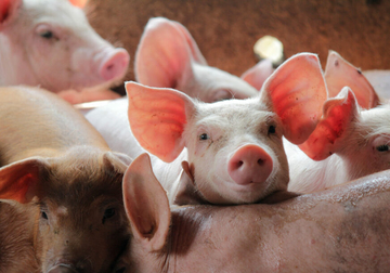 Ambasada Kine donira sredstva za borbu protiv širenja afričke kuge svinja