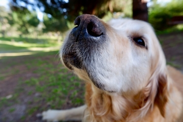 Ovih 5 rasa pasa razumiju gotovo svaku riječ vlasnika i najlakše se dresiraju