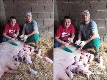 Bijeljina: Krmača uz pomoć veterinara donijela na svijet 22 živa praseta /FOTO/