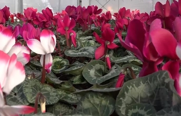 Rijetka sobna biljka koja cvjeta u jesen i zimu