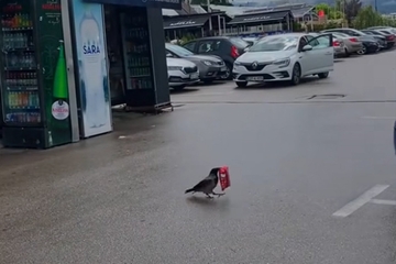 "Aj ti šefu objasni da je vrana pojela Smoki": Snimak iz Sarajeva nasmijao region /VIDEO/