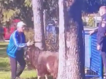 Žestoka borba jarca i glasača pored biračkog mjesta kod Banjaluke (VIDEO)