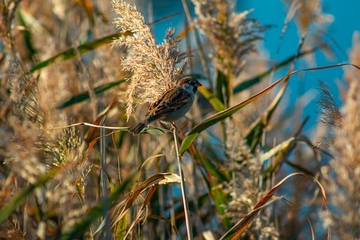 Ptice uništavaju usjeve? Ovo su najefikasniji načini da zaštitite njive i bašte
