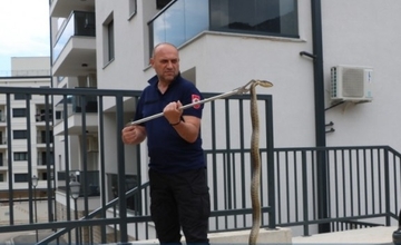 Ogromna zmija prestravila mještane trebinjskog naselja Travunija (FOTO)