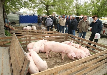 Cijene prasića pred Vaskrs 10 KM po kilogramu "žive vage"