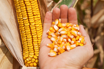 Republička uprava za inspekcijske poslove: Zabranjen uvoz sjemena kukuruza porijeklom iz Italije