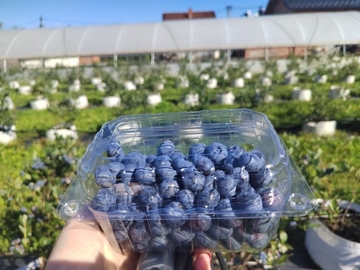 Borovnica ove godine izdala Srebrenicu: Nema roda, nema berbe, nema zarade