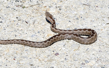 U Srpskoj ima dovoljno seruma protiv zmijskog otrova