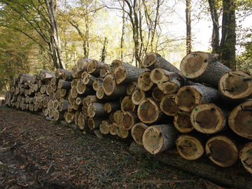 Pad proizvodnje i prodaje šumskih sortimenata