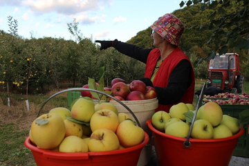 Loša sezona za voćare u Srpskoj: Rod jabuke manji i do 40 odsto, šljive gotovo da nema