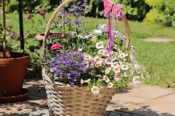 Avgust nije kasno za baštu: 5 cvjetnica koje sadite sada, a cvjetaju dugo