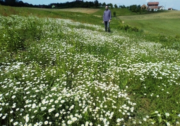 RAZVOJNA ŠANSA Ljekovito i aromatično bilje potencijal Srpske