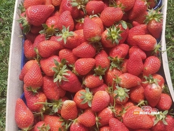 Pala cijena domaćih jagoda u Semberiji: Kiše, mraz i visoki troškovi usporili berbu