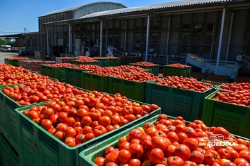 Ovaj trik otkriva da li je paradajz pun pesticida: Evo šta prvo da pogledate! /VIDEO/