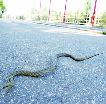 Usljed velikih vrućina najezda zmija u Hercegovini