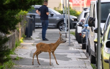 Srna na ulicama Bijeljine – lovočuvarska služba na terenu