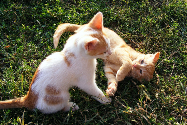 Kako dovesti novu mačku u kuću?