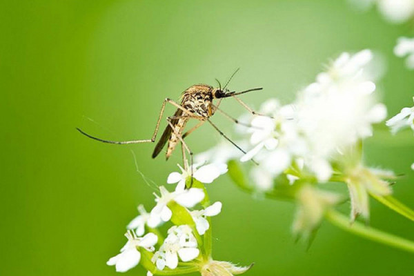 Biljke koje tjeraju komarce