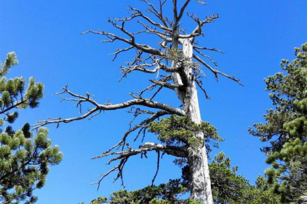 Pronađeno najstarije drvo u Evropi