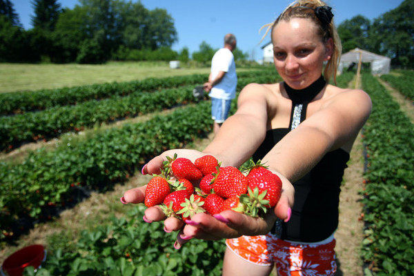 Po vrućini beru jagode za mizernu dnevnicu, a među njima ima i budućih naučnika