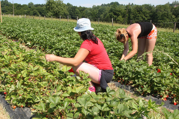 U maju obavljene 44 kontrole proizvodnje jagoda, pesticidi u dozvoljenim količinima