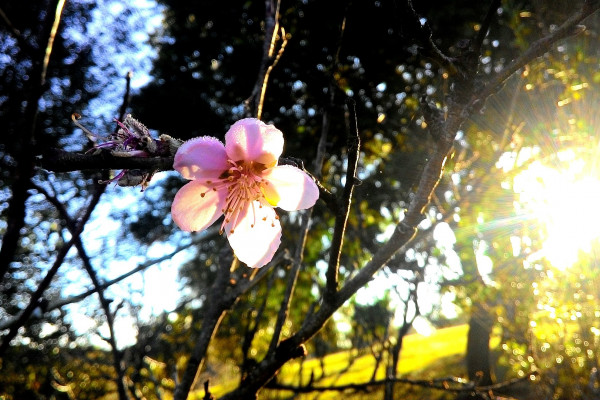 Danas sunčano i toplo, do 36 stepeni Celzijusovih
