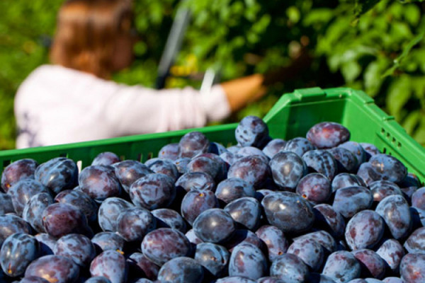 Voćarska proizvodnja u RS procijenjena na 331.000 tona