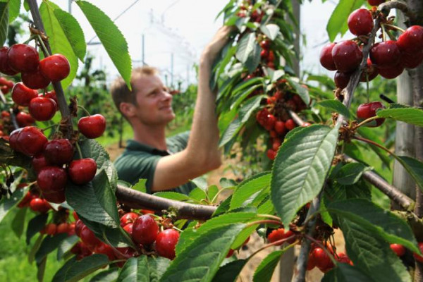 Bolnice pune berača trešanja