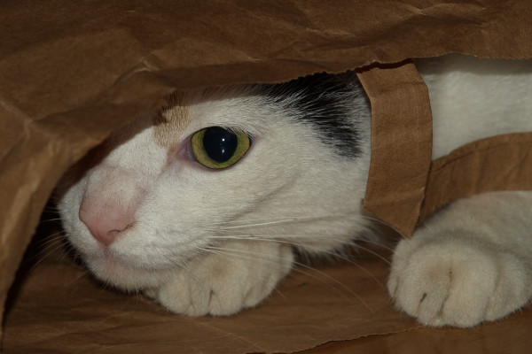 Zbog čega mačke ne vole vodu?