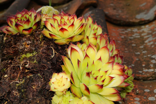 Čuvarkuća uvijek živa i djelotvorna