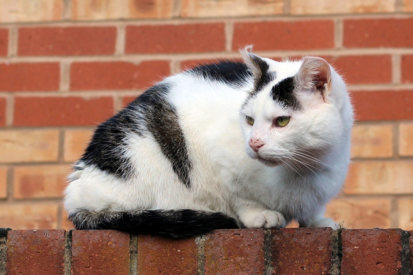 Sedam najčudnijih vjerovanja o mačkama širom svijeta