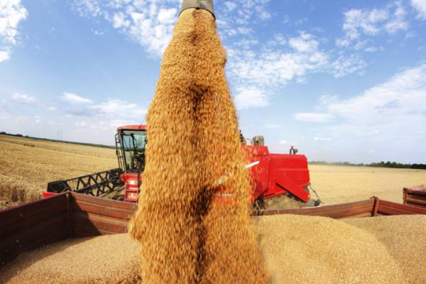 Ministarstvo nema rješenje za nisku otkupnu cijenu pšenice