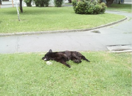 Otrovani psi, gradski menadžer najavljuje krivične prijave
