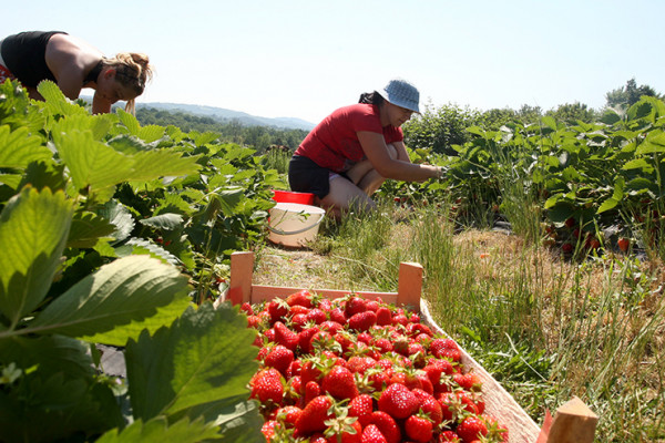 Za radove u polju dnevnica do 50 maraka