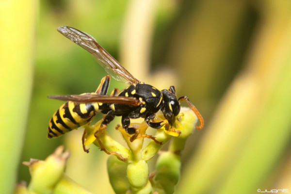 Nova, zastrašujuća vrsta osice otkrivena u Amazoniji