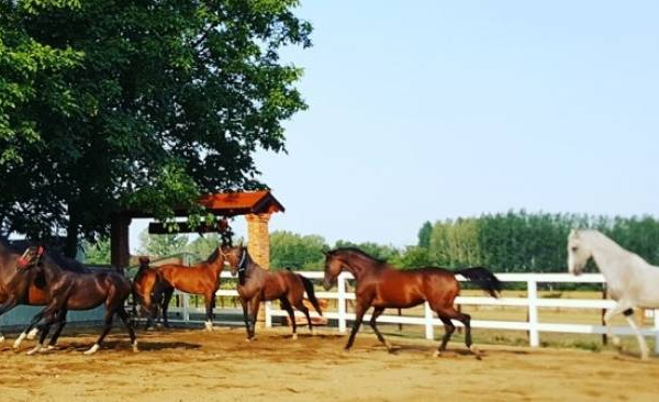 Zašto je jahanje dobro za zdravlje?