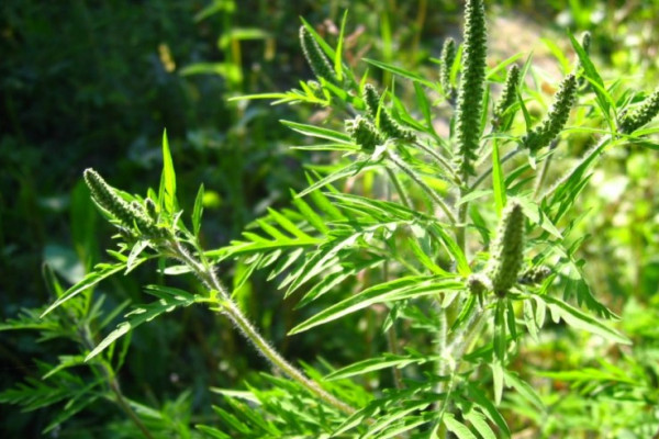 Bijeljina: Sve veći broj alergijskih reakcija na ambroziju