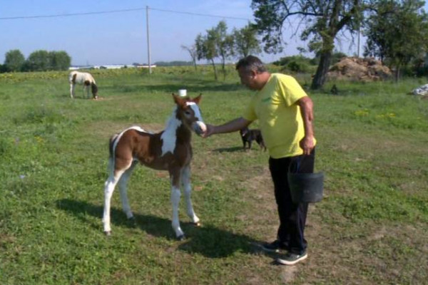 Neobično šareno ždrijebe Sember