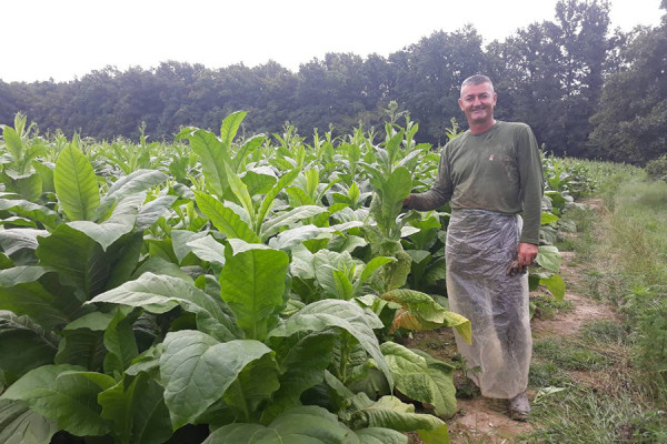 Semberija: Duvanari očekuju dobru zaradu