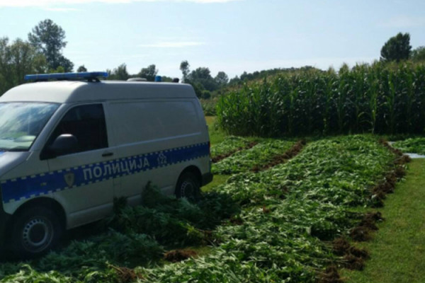 U Gradišci pronašli 1.083 stabljike indijske konoplje